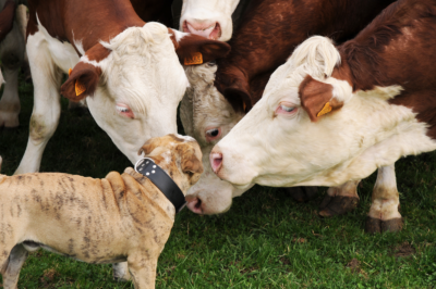 AWS Accounts as Cattle